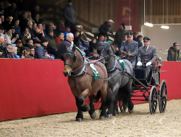 Kaltblutkörung Krumke