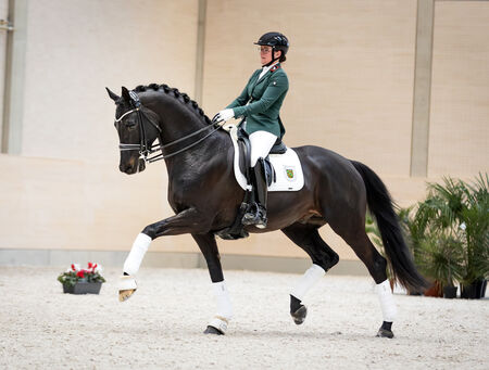 Hengstpräsentationen im Landgestüt Moritzburg - zum Beitrag