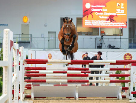 Graditzer Junghengst von Chacco's Son I in der DSP ONLIVE -Auktion - zum Beitrag