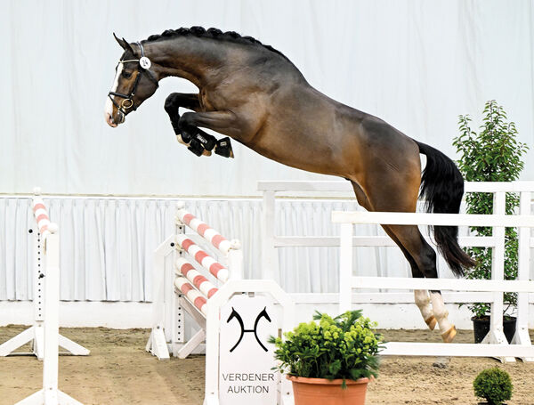 Neuzugang im Landgestüt Moritzburg