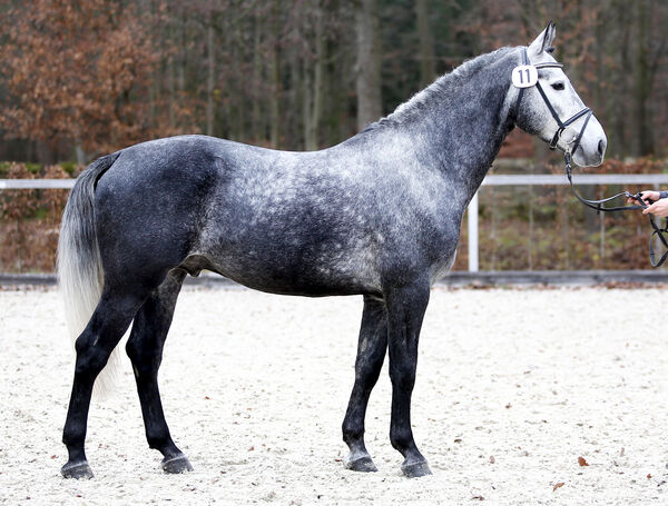 Schweres Warmblut Friesius von Frieder