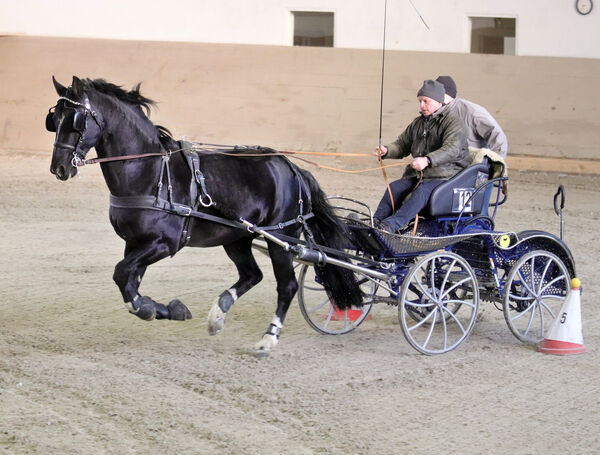 Generalproben Hengstpräsentation Moritzburg
