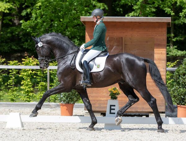 Sir Graditz Landgestüt Moritzburg