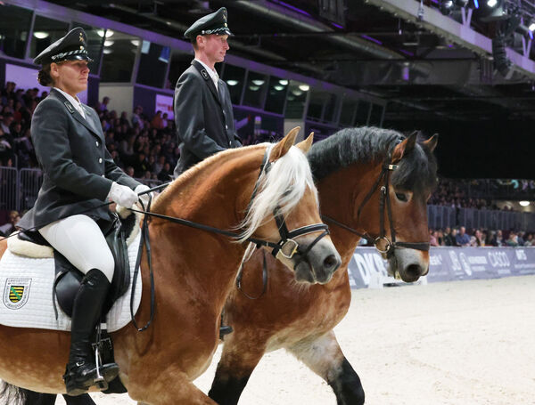 Stunde der Hengste Chemnitzer Messe