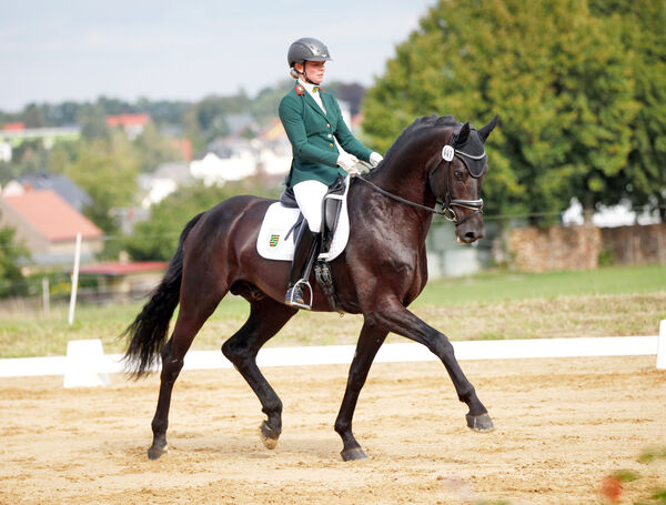 Landgestüt Moritzburg Landeschampionat Burgstädt