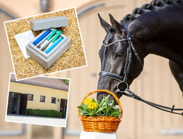 Pferd schnuppert an Blumen