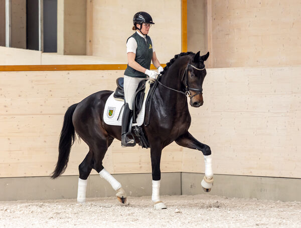 Lord Romance PS im Training 