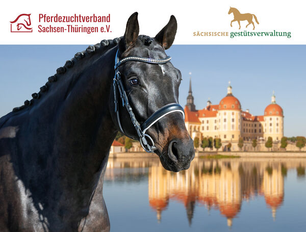 Link zur Online-Auktion