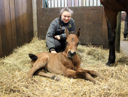 Fohlensaison 2026 im Hauptgestüt Graditz eröffnet - zum Beitrag