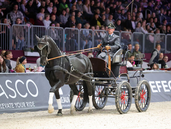 Stunde der Hengste Chemnitzer Messe