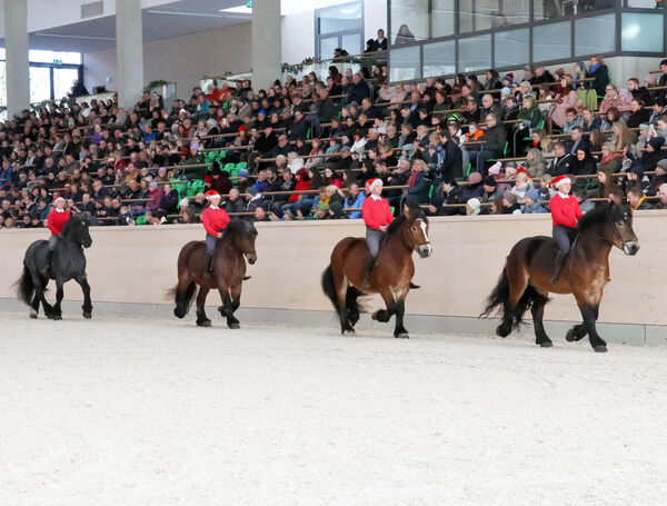 Hengste im Advent 2025