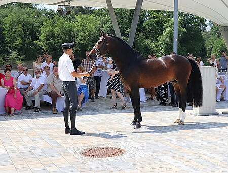 Sommerfest des Landkreises Meißen im Landgestüt - zum Beitrag