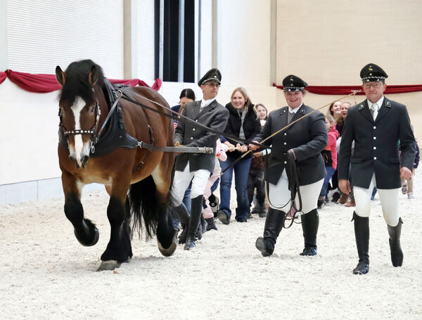 Hengste im Advent 2025