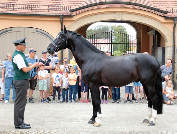 Nachmittag für Moritzburger im Landgestüt
