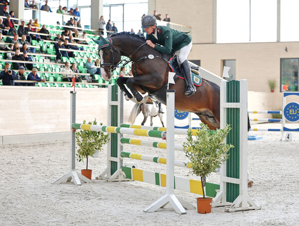 Jungpferdetag Reithalle Moritzburg