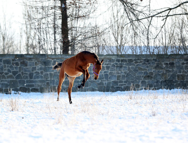 ein Junghengst bockt vergnügt über die Winterweide