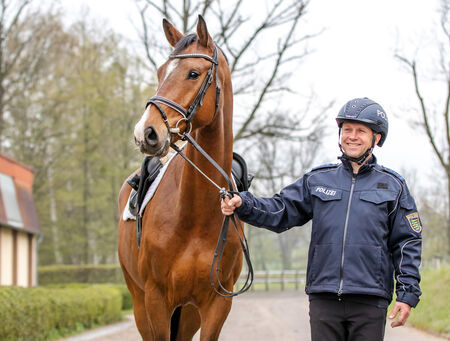 Polizeipferd Peppino im Landgestüt Moritzburg